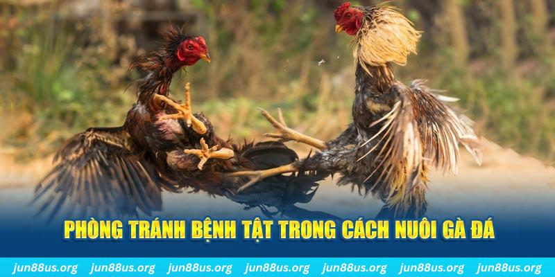 win33 Bài Poker Bonus